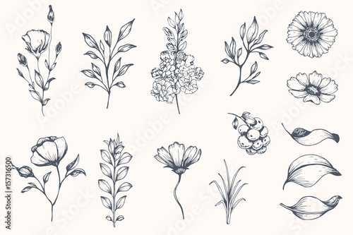 Billede på lærred Vector collection of hand drawn plants