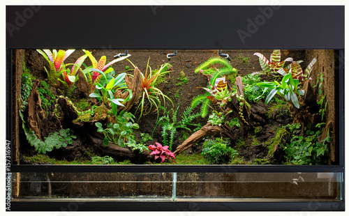 tropical rain forest terrarium or paludarium for rainforest animals like poison dart or tree frogs. photo