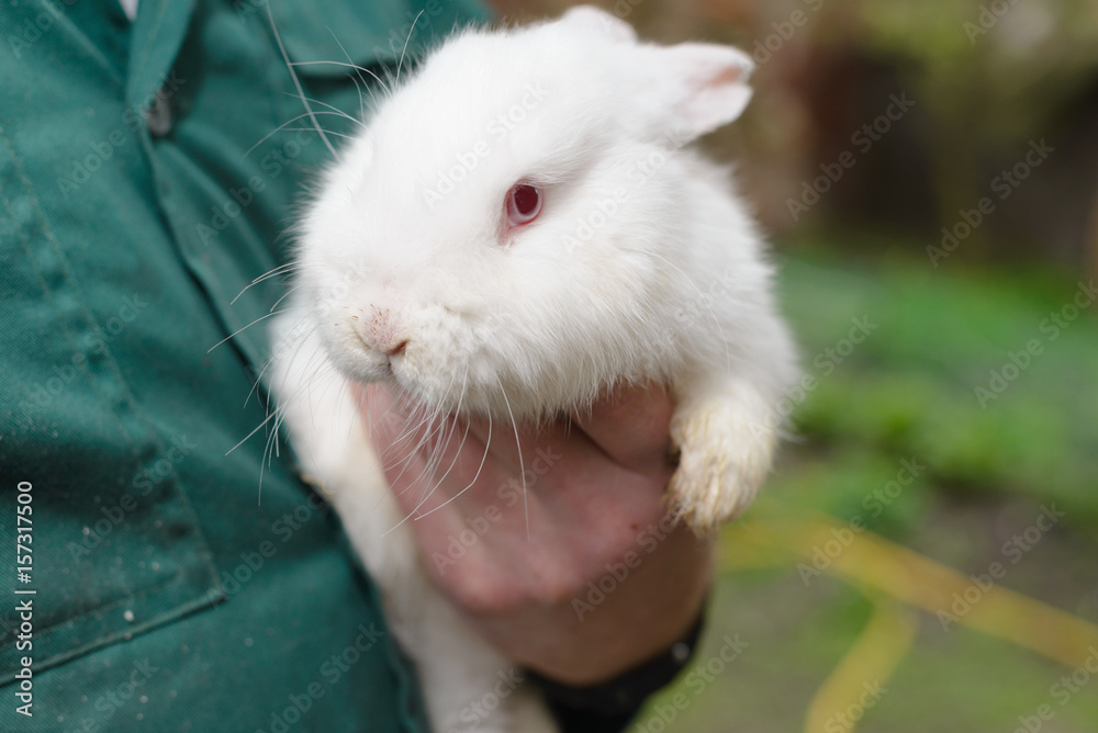 White little rabbit in hand White little rabbit in hand
