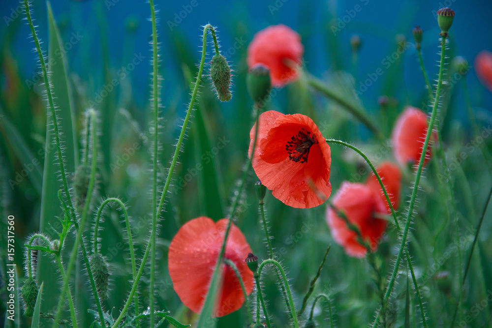 Fototapeta premium Poppy red. Green background. 
