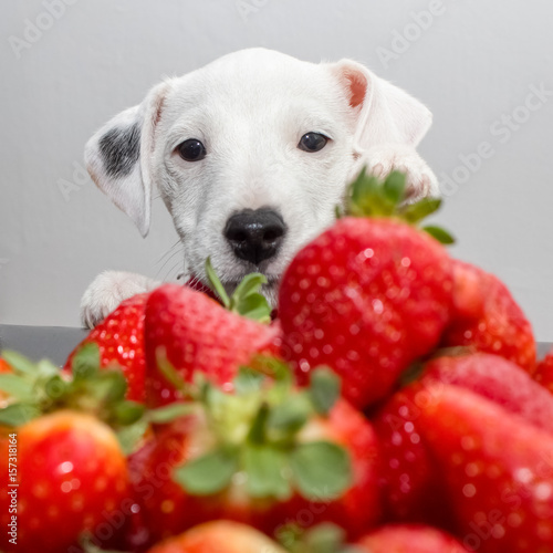 Cuadro en lienzo Parson Russell Terrier Puppy looking at the strawberries in front of him