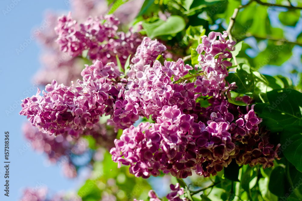 Lilac flowers Lilac flowers