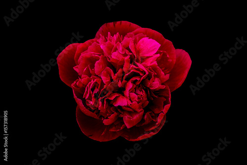 rose with black background
