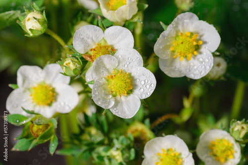 Strawberry flowers covered with dew photo