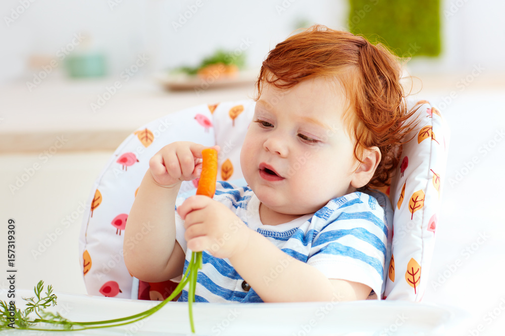 happy infant baby eating fresh carrot while sitting in high chair on the kitchen happy infant baby eating fresh carrot while sitting in high chair on the kitchen