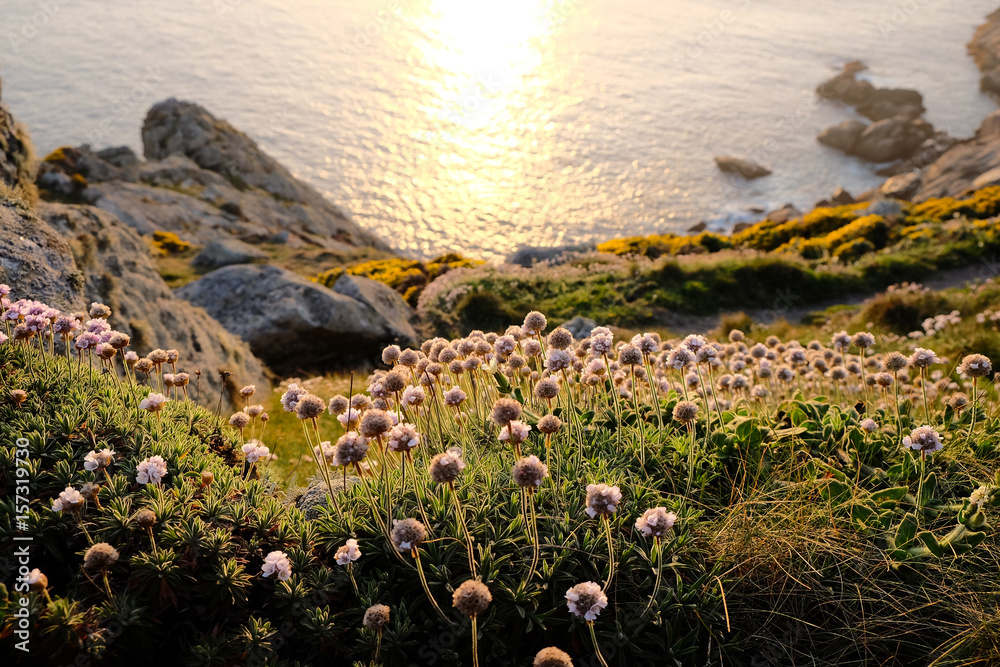 View of Cliff Flowers Against Sea During Sunset