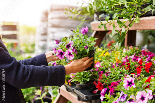 Fotografia woman chooses petunia flowers at garden plant nursery store