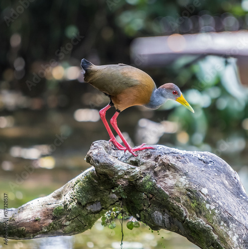 Grey-necked Wood Rail perched on a tree branch in Costa Rica photo