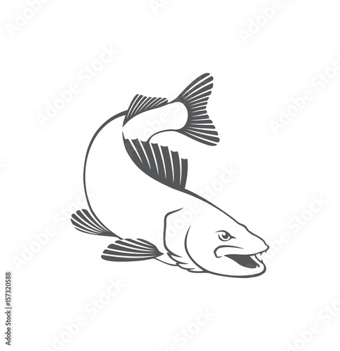 zander fish
