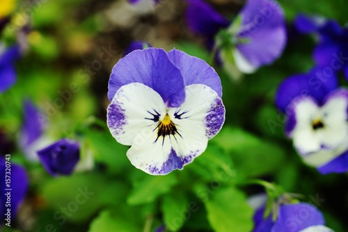 White and purple pansy violet flowers