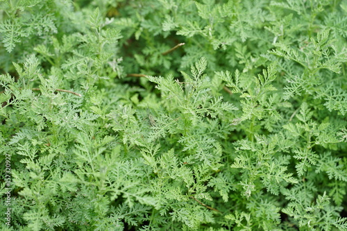 Green foliage of Roman Wormwood (Artemisia Pontica)  mugwort plant photo