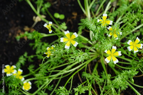 Yellow and white Poached Egg Flower (Limnanthes douglasii) photo