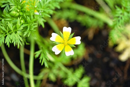 Yellow and white Poached Egg Flower (Limnanthes douglasii) photo