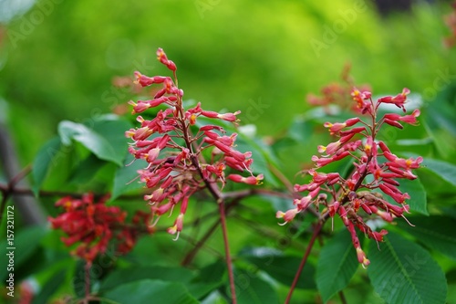 Valokuva Red buckeye (aesculus pavia) flowers on a tree