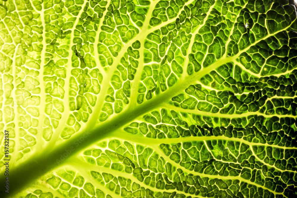 Wirsing Gemüse Kohl grün Makro Blatt Baum Struktur gesund - obrazy, fototapety, plakaty 