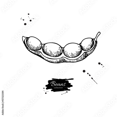 Soybean hand drawn vector illustration. Isolated Vegetable engraved style object.