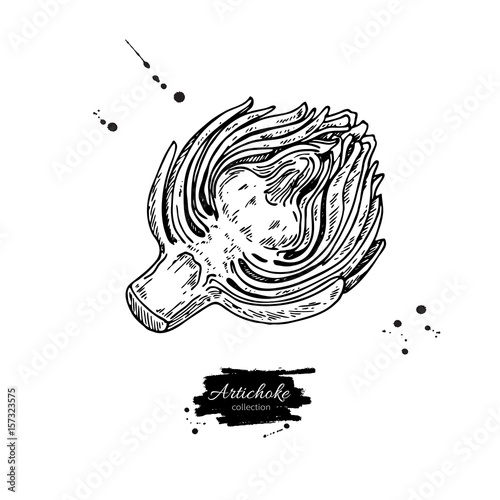 Artichoke hand drawn vector illustration. Isolated Vegetable engraved style object.