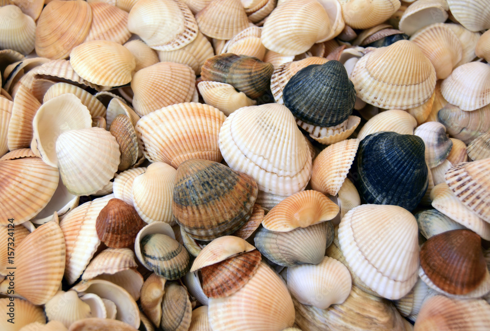 Sea cockleshells are formed of limestone. They are located on the beach..