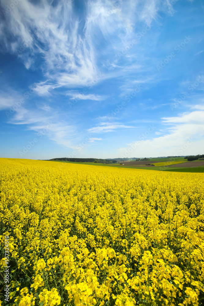 A view of yellow flowering rapeseed fields in spring in Bavaria, Germany. A view of yellow flowering rapeseed fields in spring in Bavaria, Germany.