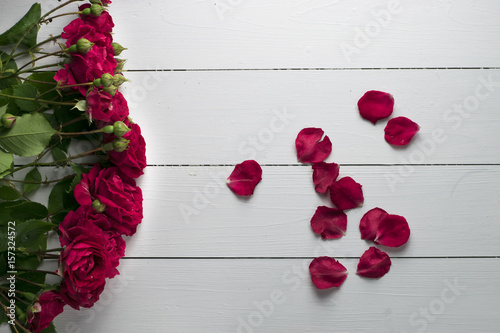 Bright red garden roses on white wooden background. Fresh summer floral background with copy space.
