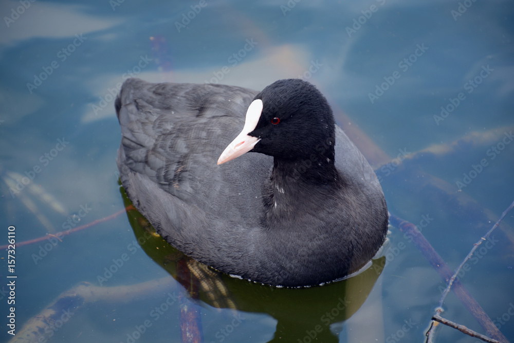 Coot (Fulica atra) Coot (Fulica atra)