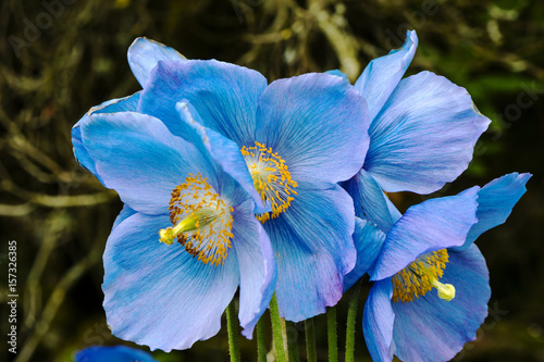 Fototapeta Naklejka Na Ścianę i Meble -  Large flowers of Meconopsis Himalayan blue poppy close-up.