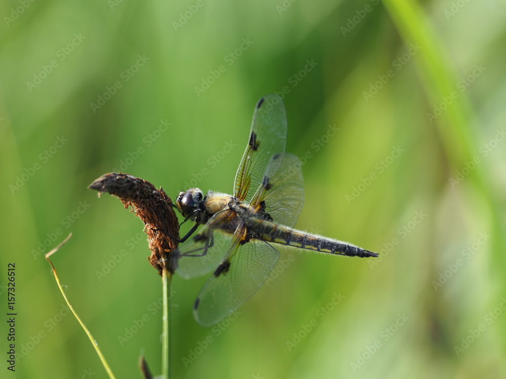 Dragonfly in the evening sun