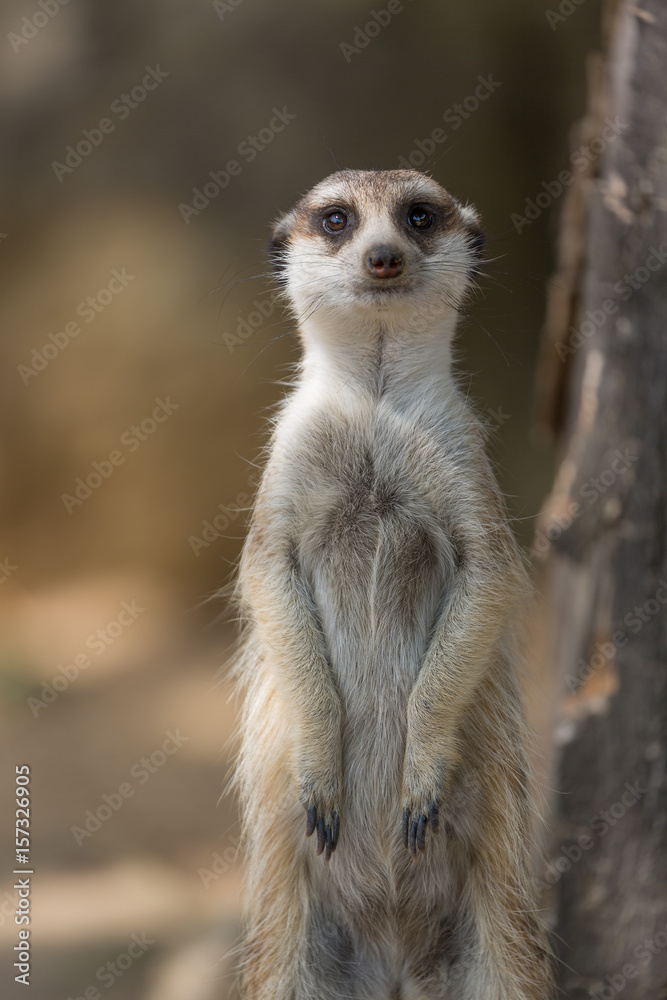 The meerkat or suricate Suricata suricatta is a small carnivoran belonging to the mongoose family The meerkat or suricate Suricata suricatta is a small carnivoran belonging to the mongoose family