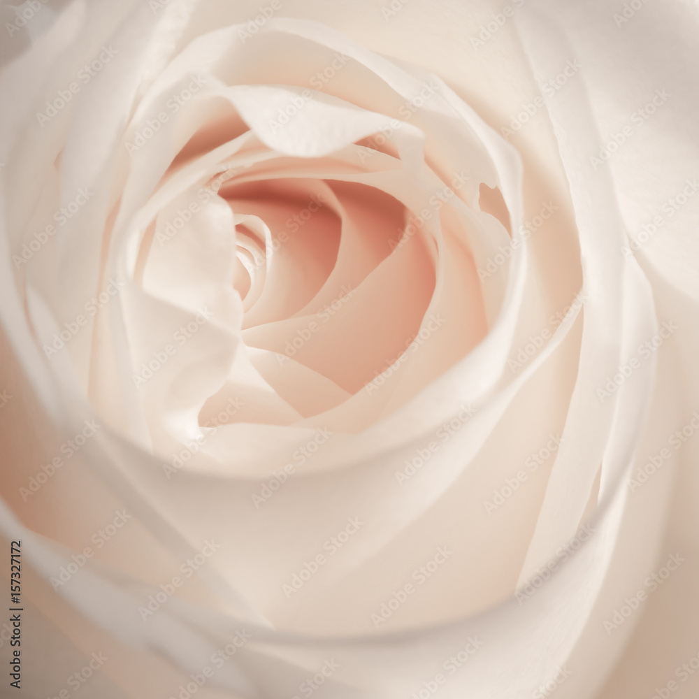 Rose Center Rose Center