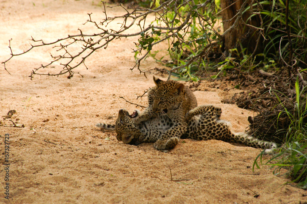 leopard kids fighting