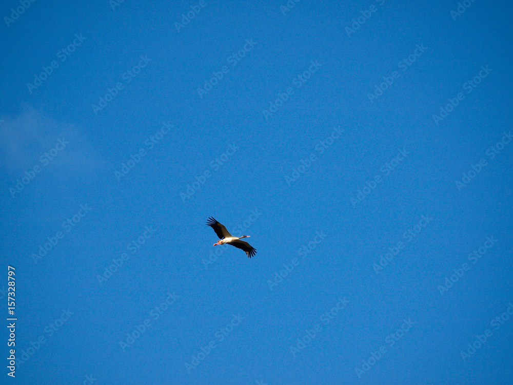 Stork flying over Merida, Spain