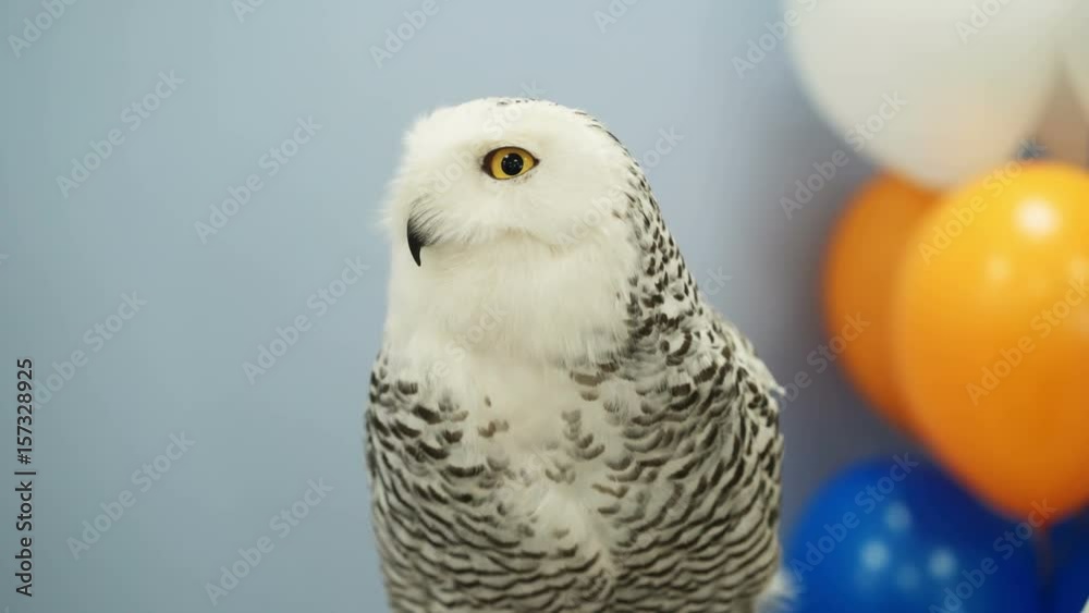 White polar owl indoors at the party White polar owl indoors at the party