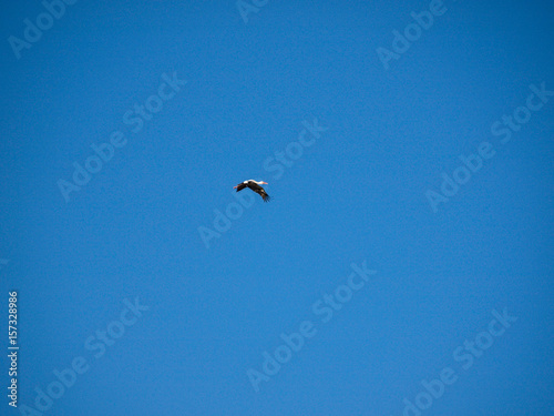 Stork flying over Merida, Spain