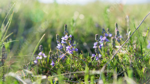 Thymus vulgaris Thyme closeup photo