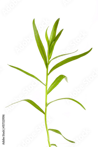 Sprig of tarragon isolated on a white background. Artemisia dracunculus