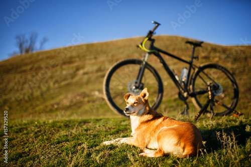 sitting red dog and mountain bicycle with greenfield background photo