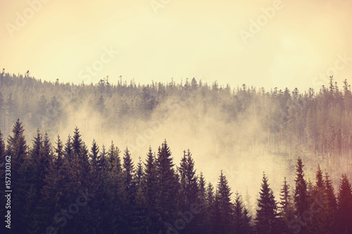 Fototapeta Naklejka Na Ścianę i Meble -  Fog in the fir forest in autumn or spring time