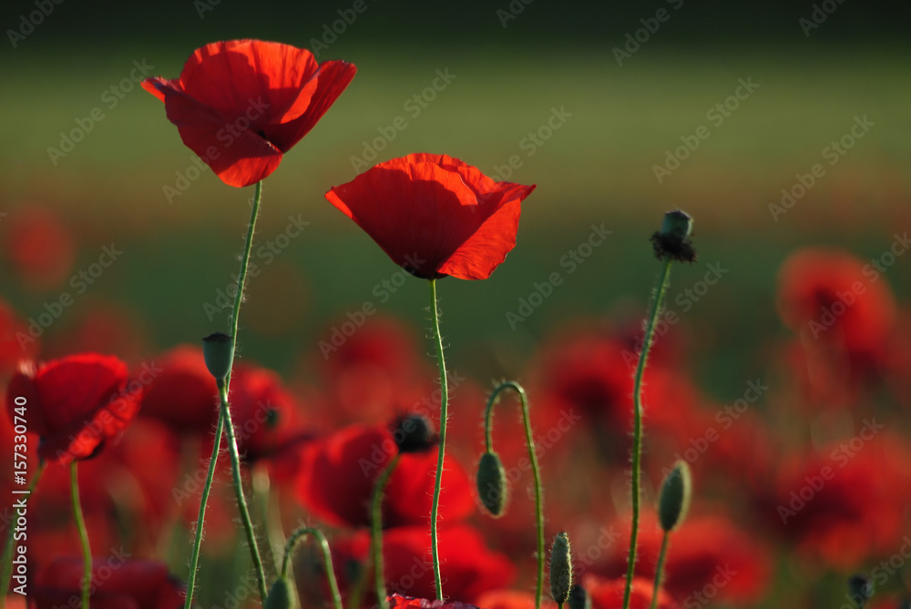Fototapeta premium Beautiful red poppies at nature green background