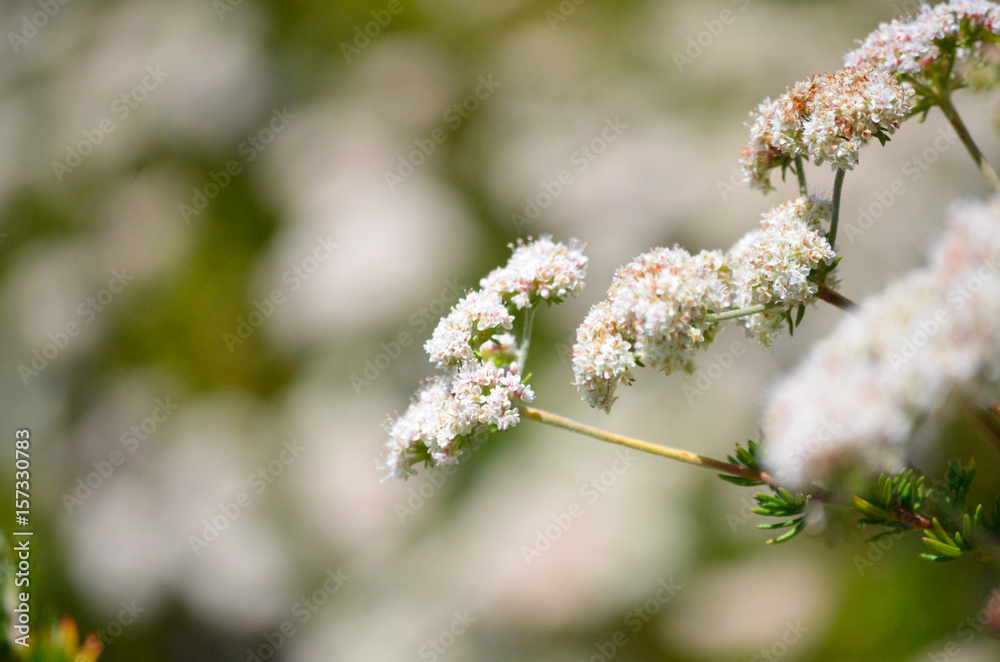 Close cluster of white flowers