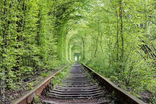 Wonders of nature - tunnel of love. Ukraine. photo