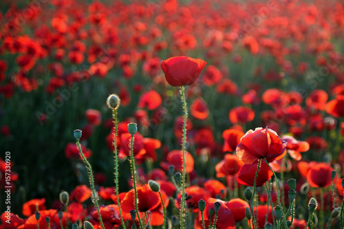 Field of beautiful red poppies