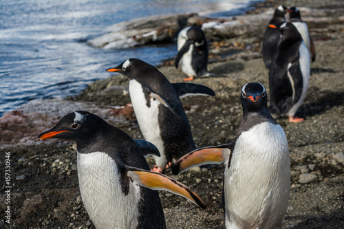 Пингвины на берегу