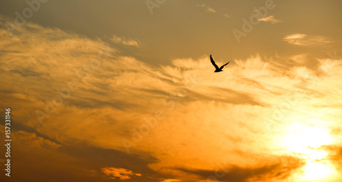 Bird in the beautiful sunset sky