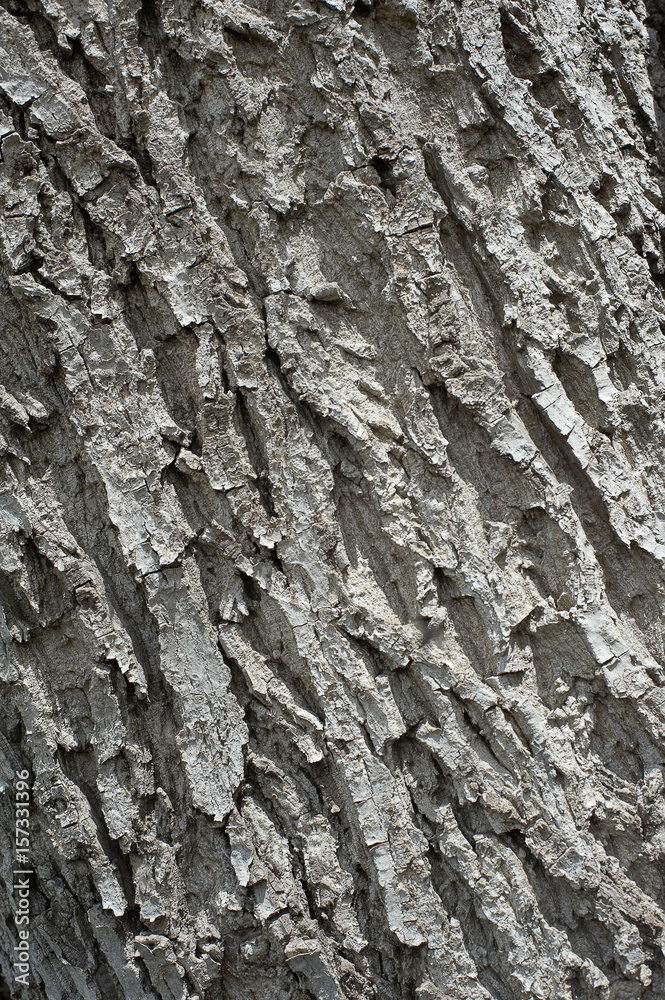 Obraz premium Fragment of tree bark, closeup diagonal texture