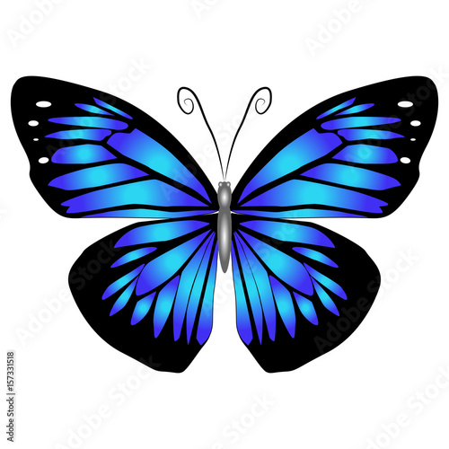 Bright beautiful blue butterfly. Vector illustration isolated.