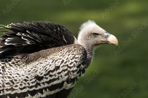 Ruppell s griffon vulture  Gyps rueppellii 