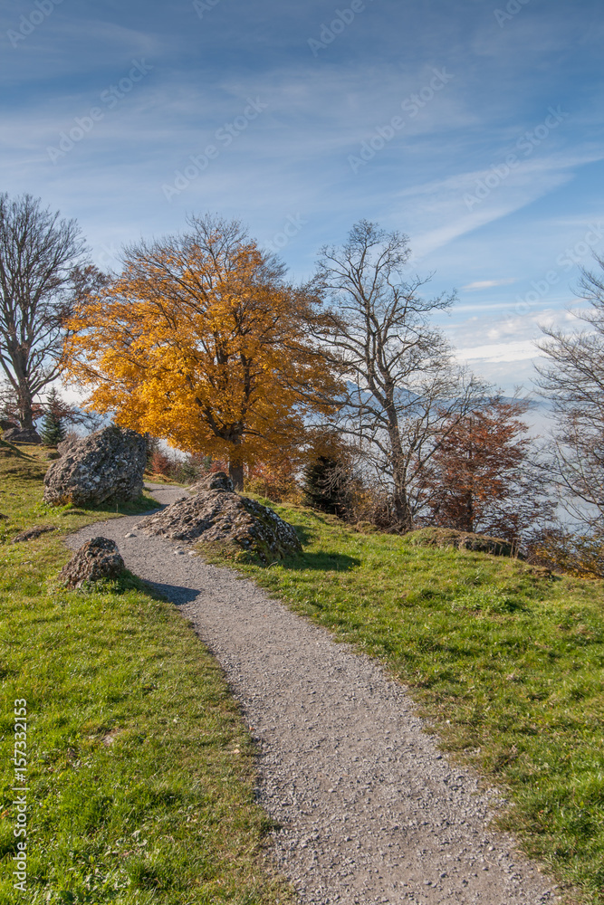 Yellow tree near mount Rigi, Alps, Switzerland Yellow tree near mount Rigi, Alps, Switzerland