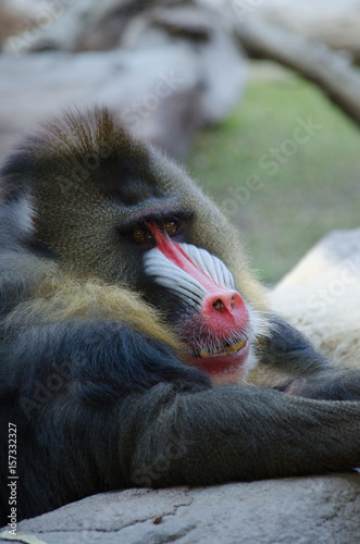 Obraz na płótnie baboon resting on log