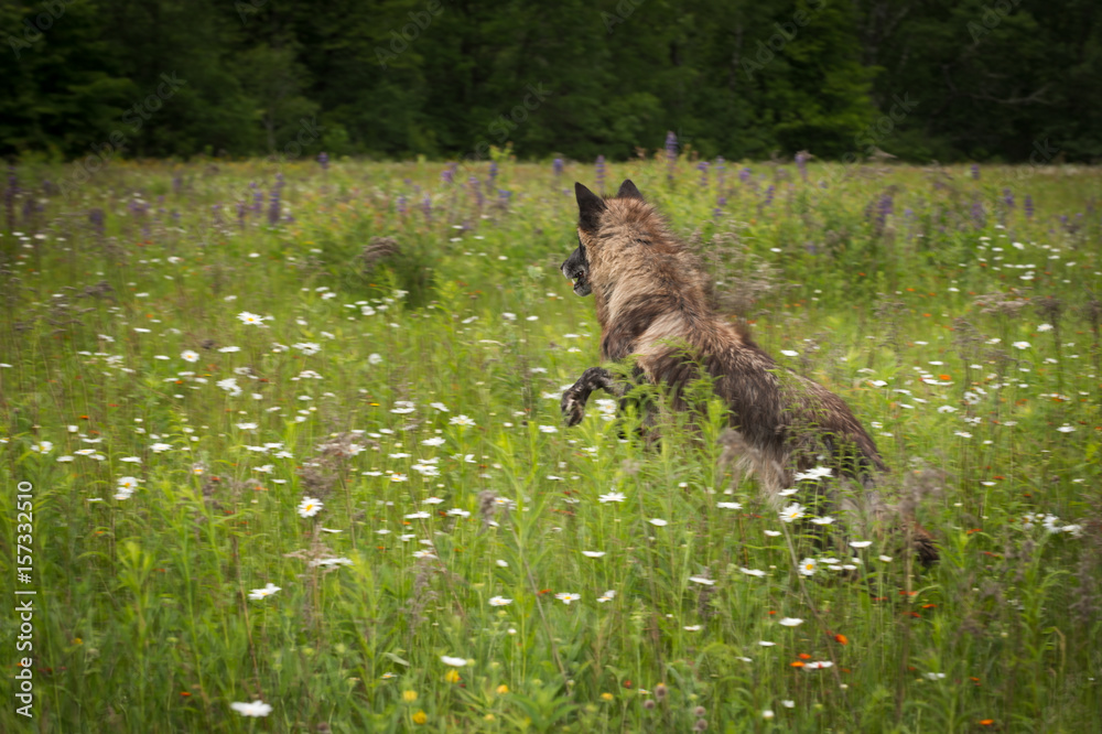 Naklejka premium Black Phase Grey Wolf (Canis lupus) Jumps Through Field