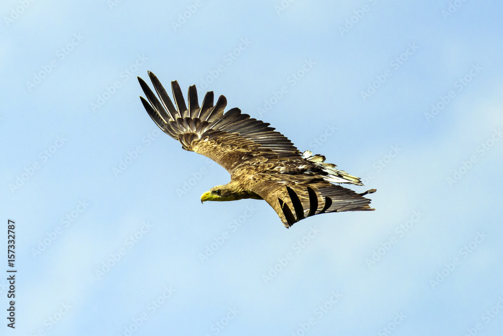 Fototapeta premium The white-tailed eagle
